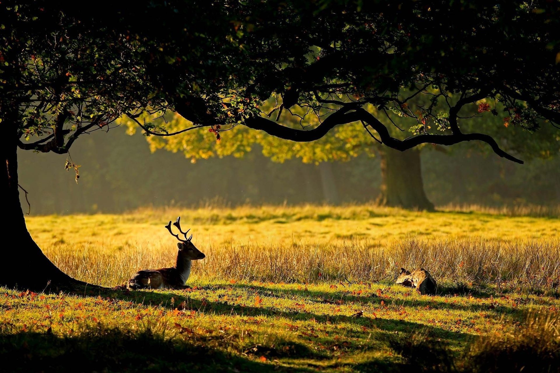 nature deer grass horns tree deer leave