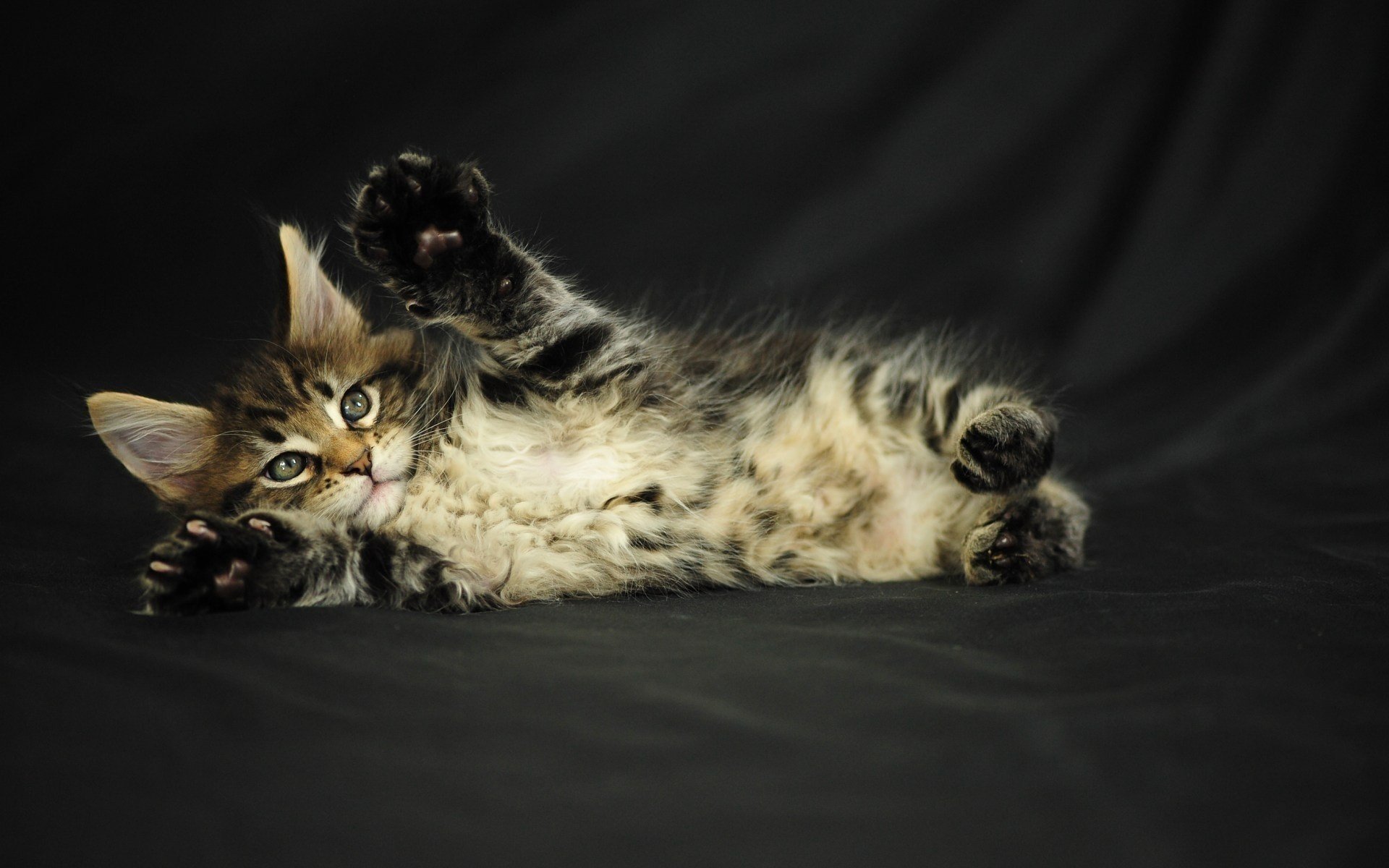 cat kitty grey maine coon fluffy