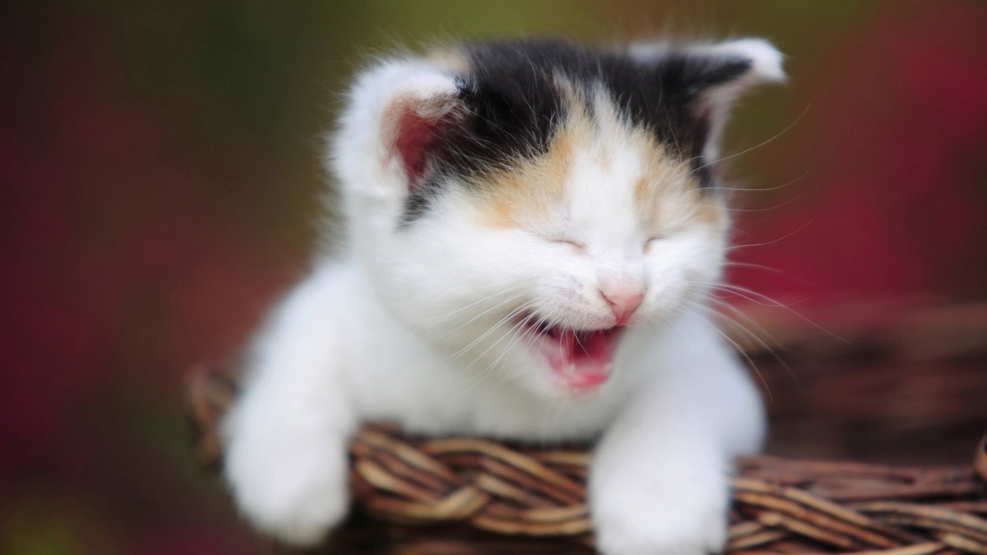 kitty muzzle basket