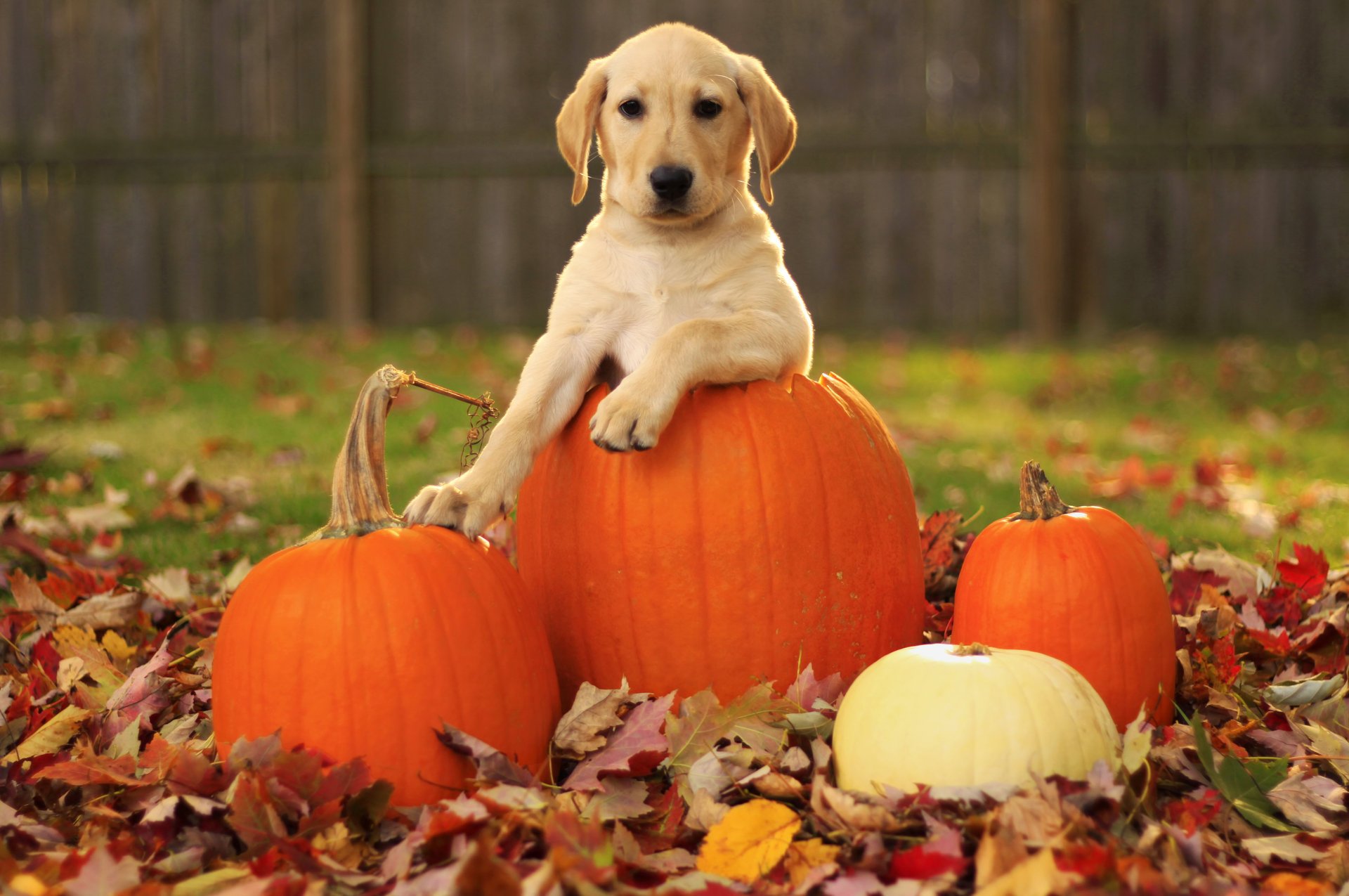 chiot chien feuilles labrador retriever automne citrouille