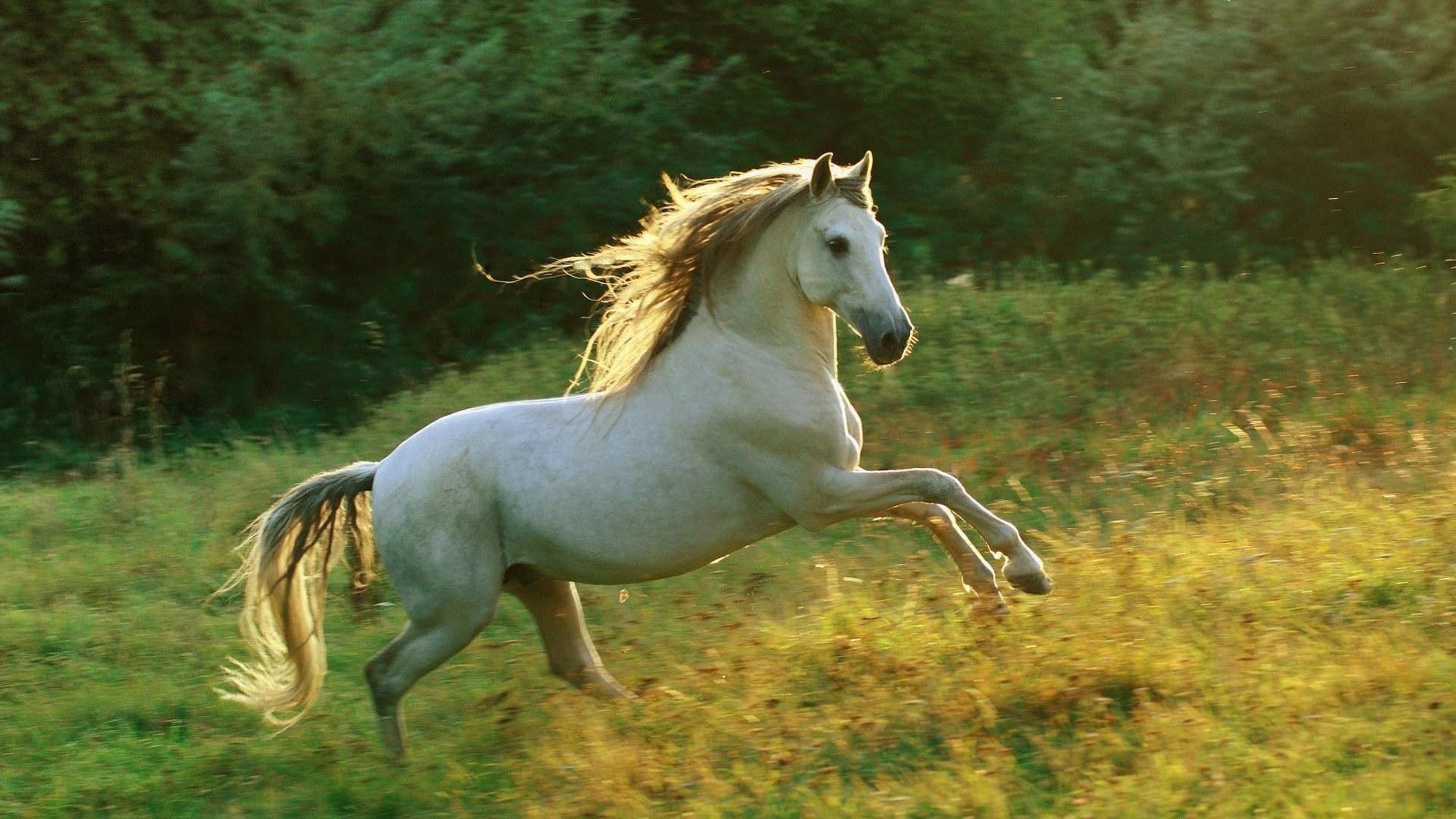 galopp himmel pferd mähne gras weiß hellgrau