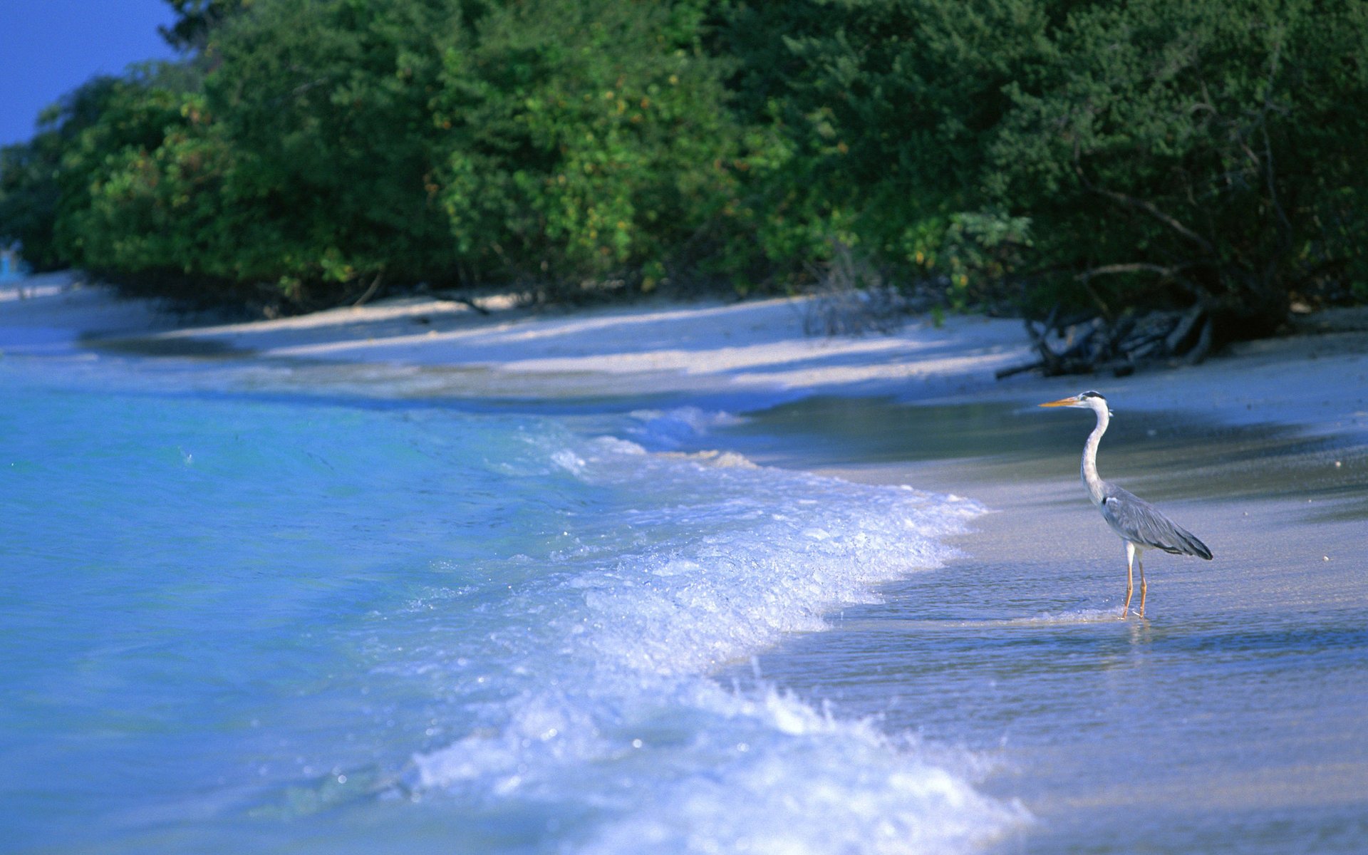 natur strand meer landschaft vögel wasser reiher