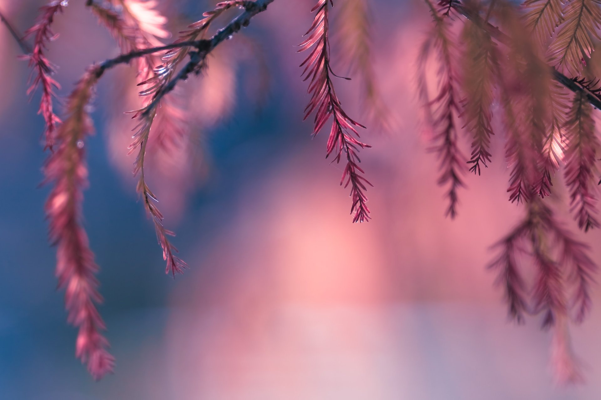 ramoscelli bokeh foglie rosa