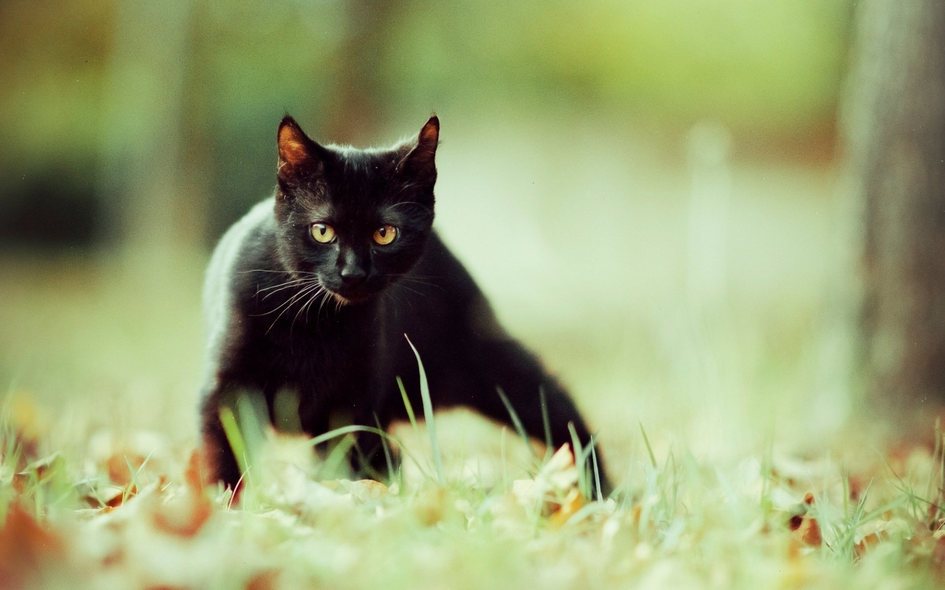 schwarz gras katze natur