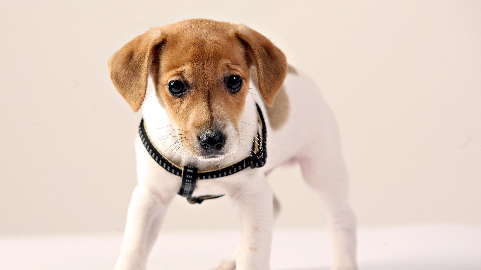 chiot yeux chien oreilles regard