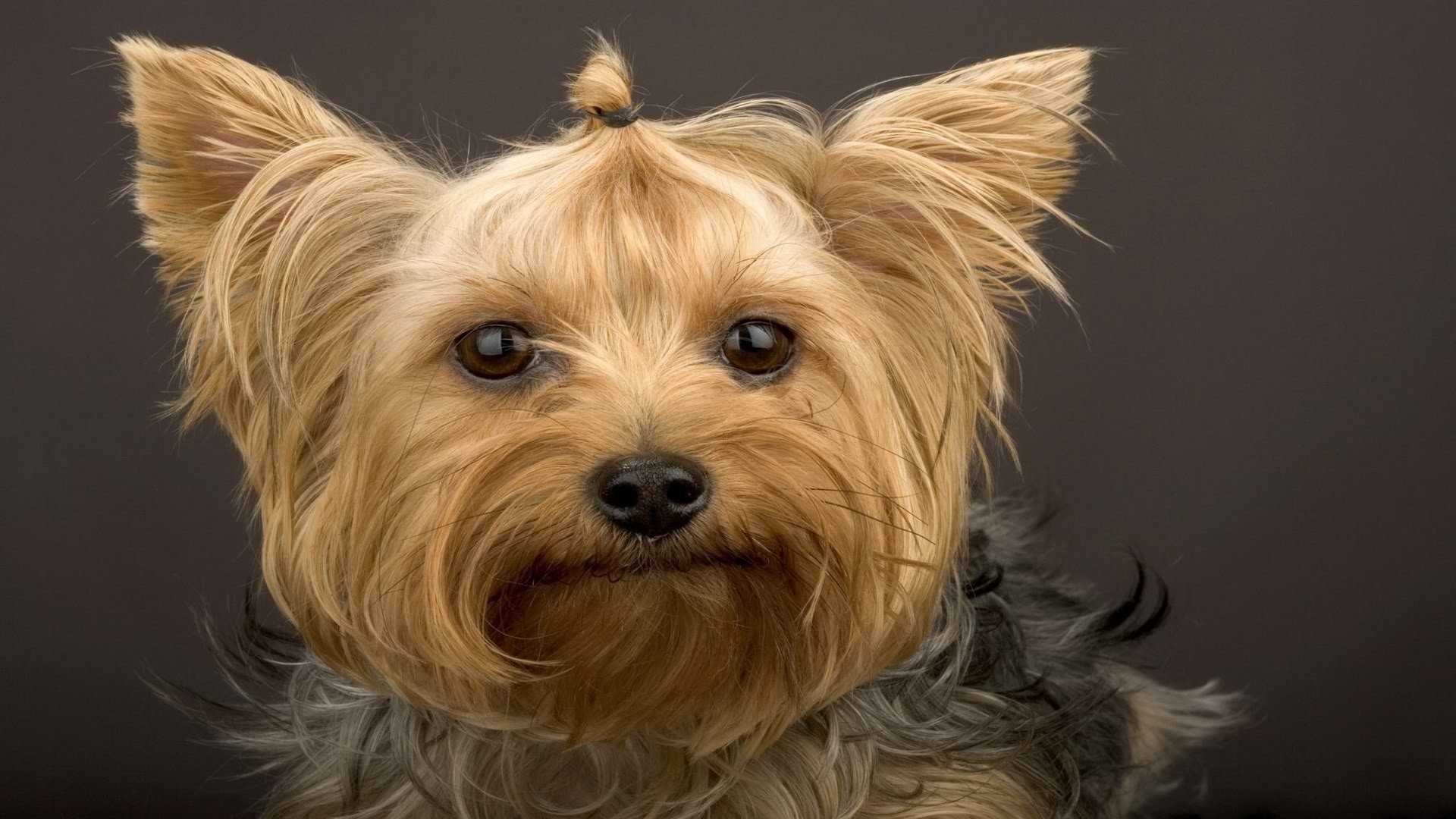 sierść yorkshire terrier pysk wygląd