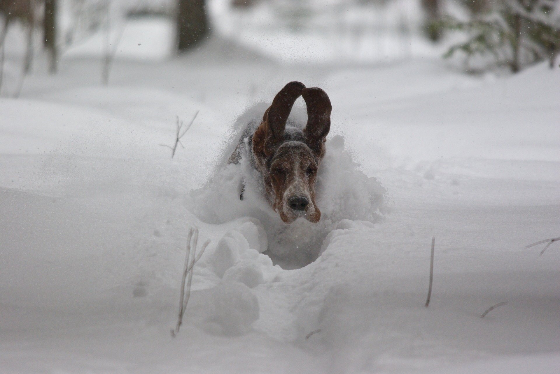 chien vol vitesse neige oreilles