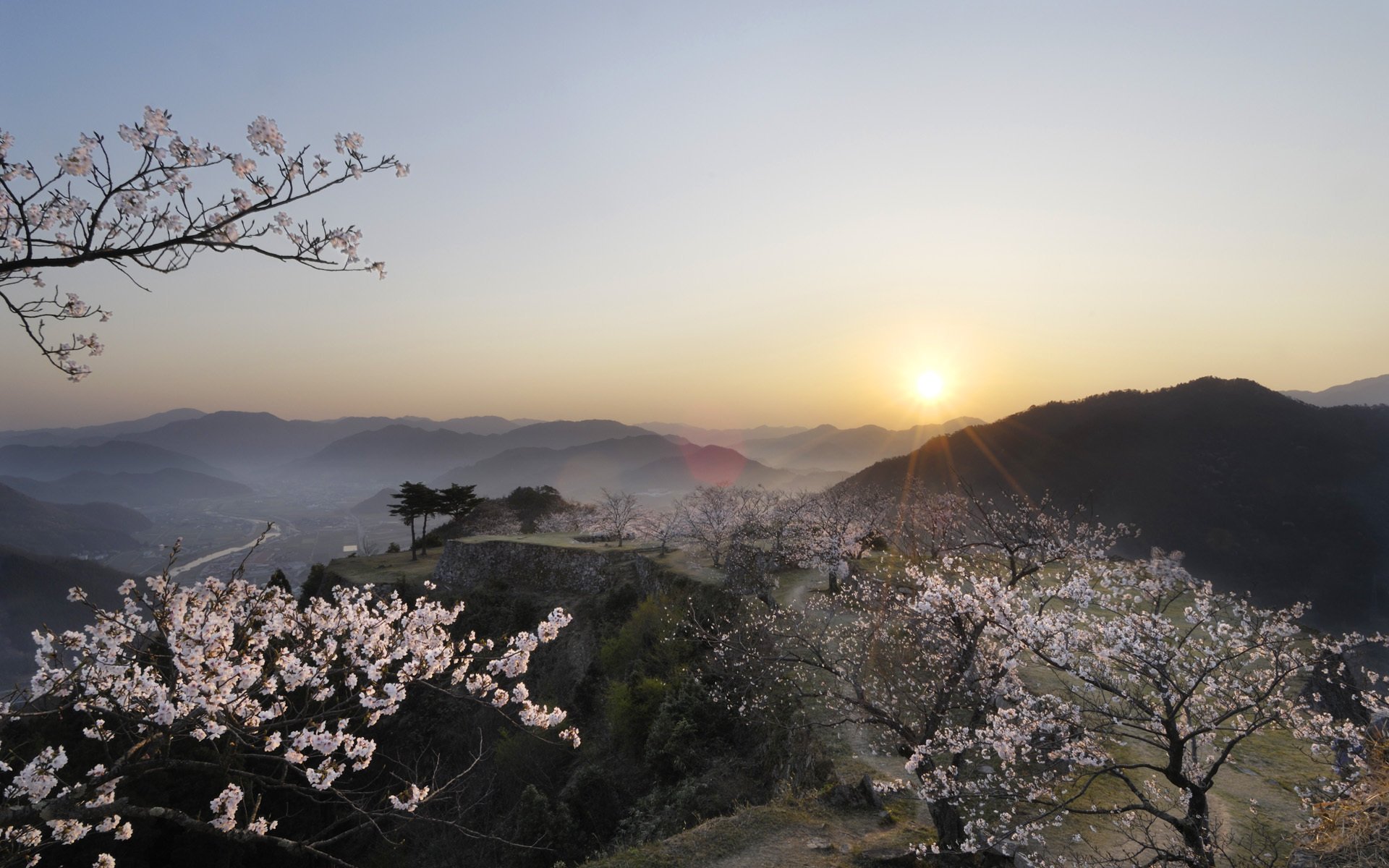 japon sakura coucher de soleil vue