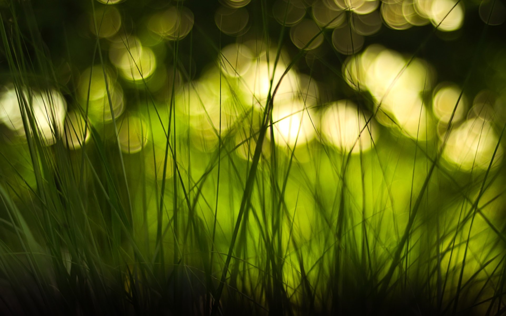 gros plan bokeh éblouissement herbe