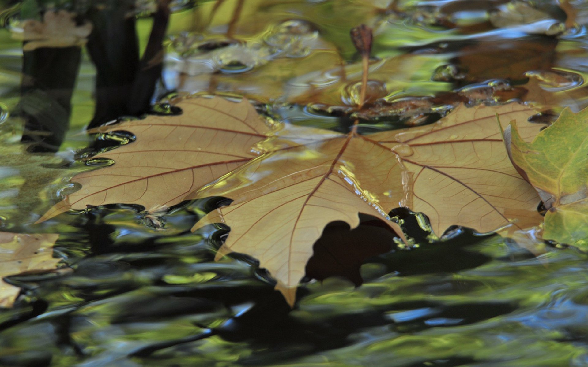 parco autunno ruscello foglia