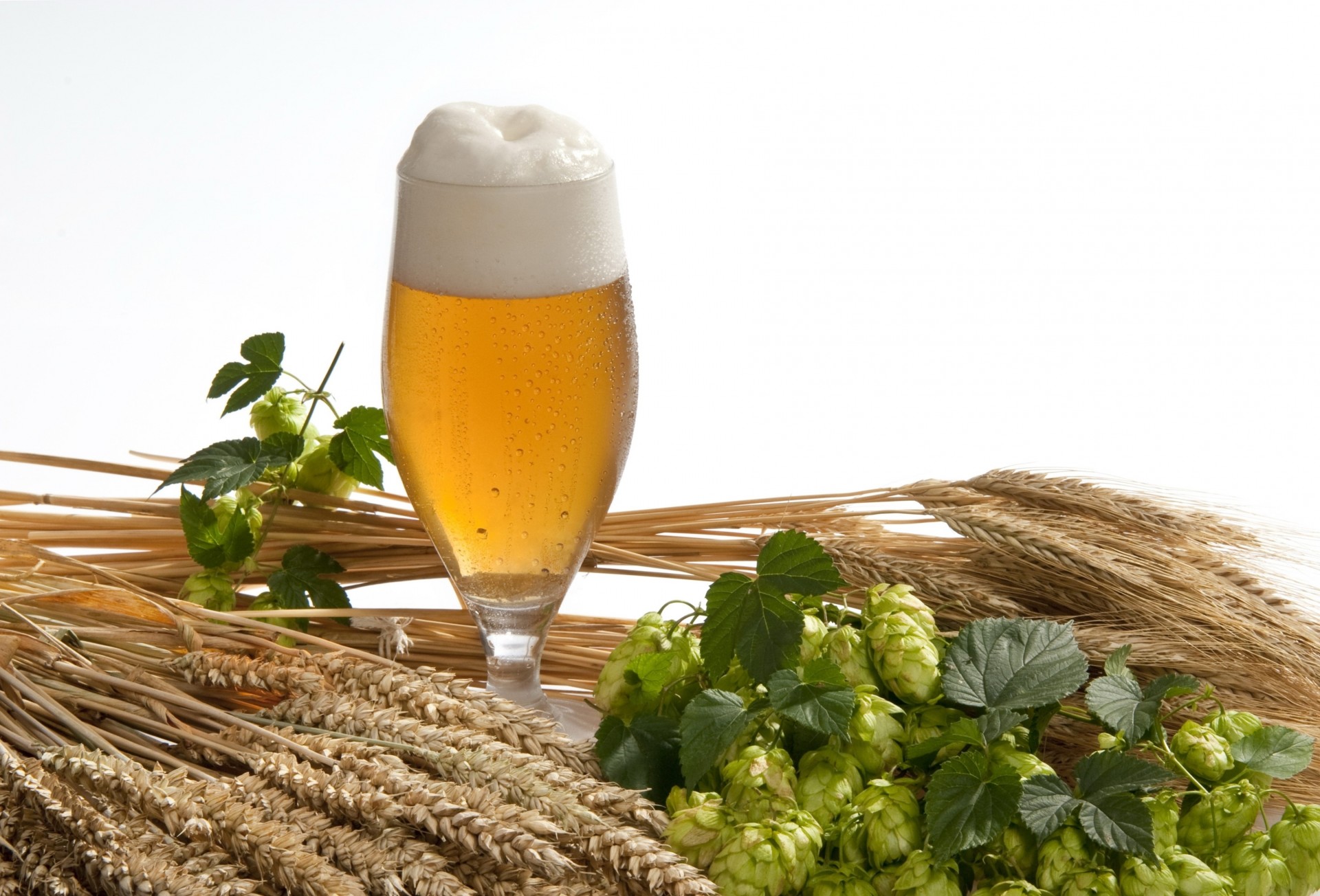 foam barley hops glass white background beer