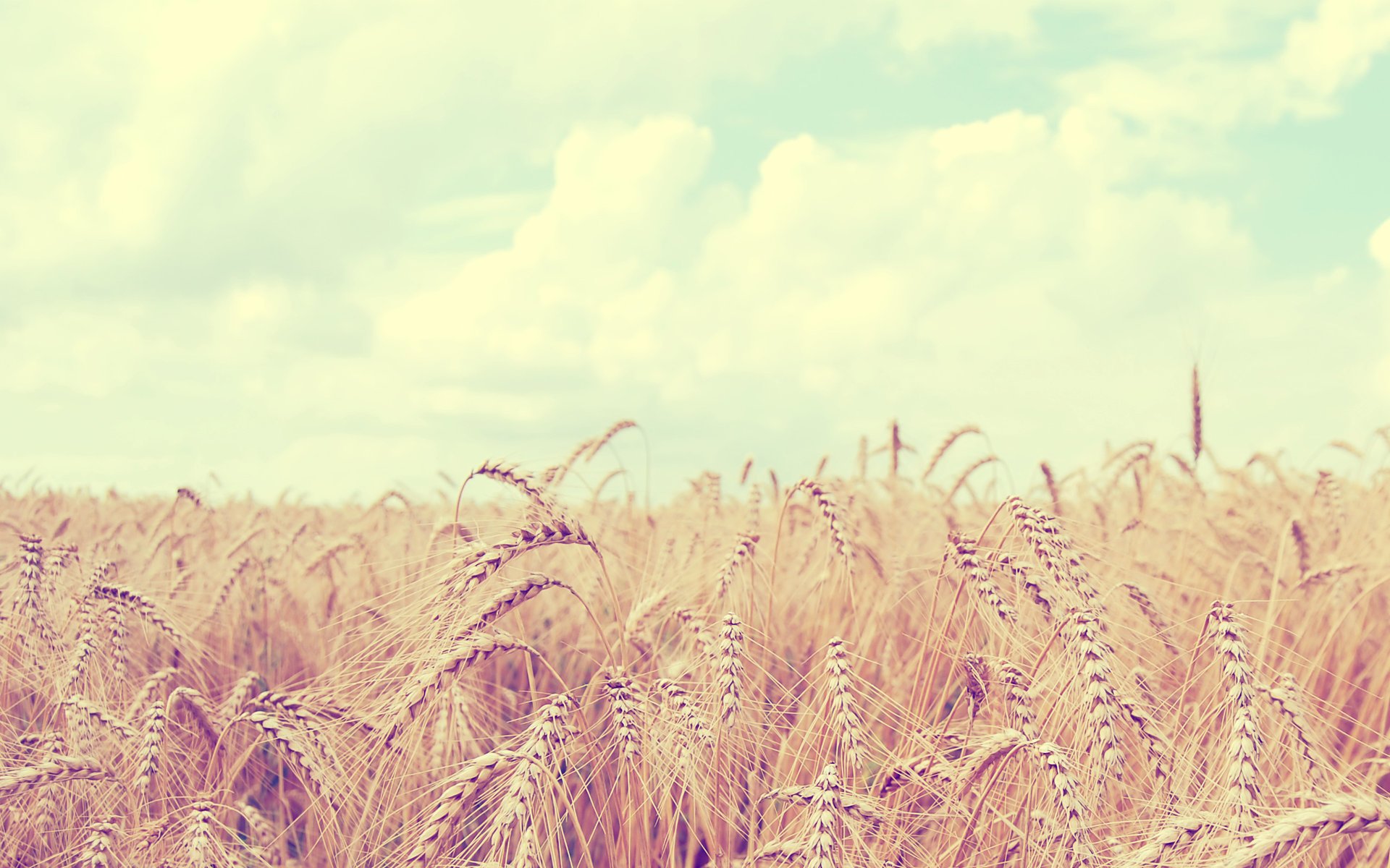 nature ears field the sky landscape clouds wheat