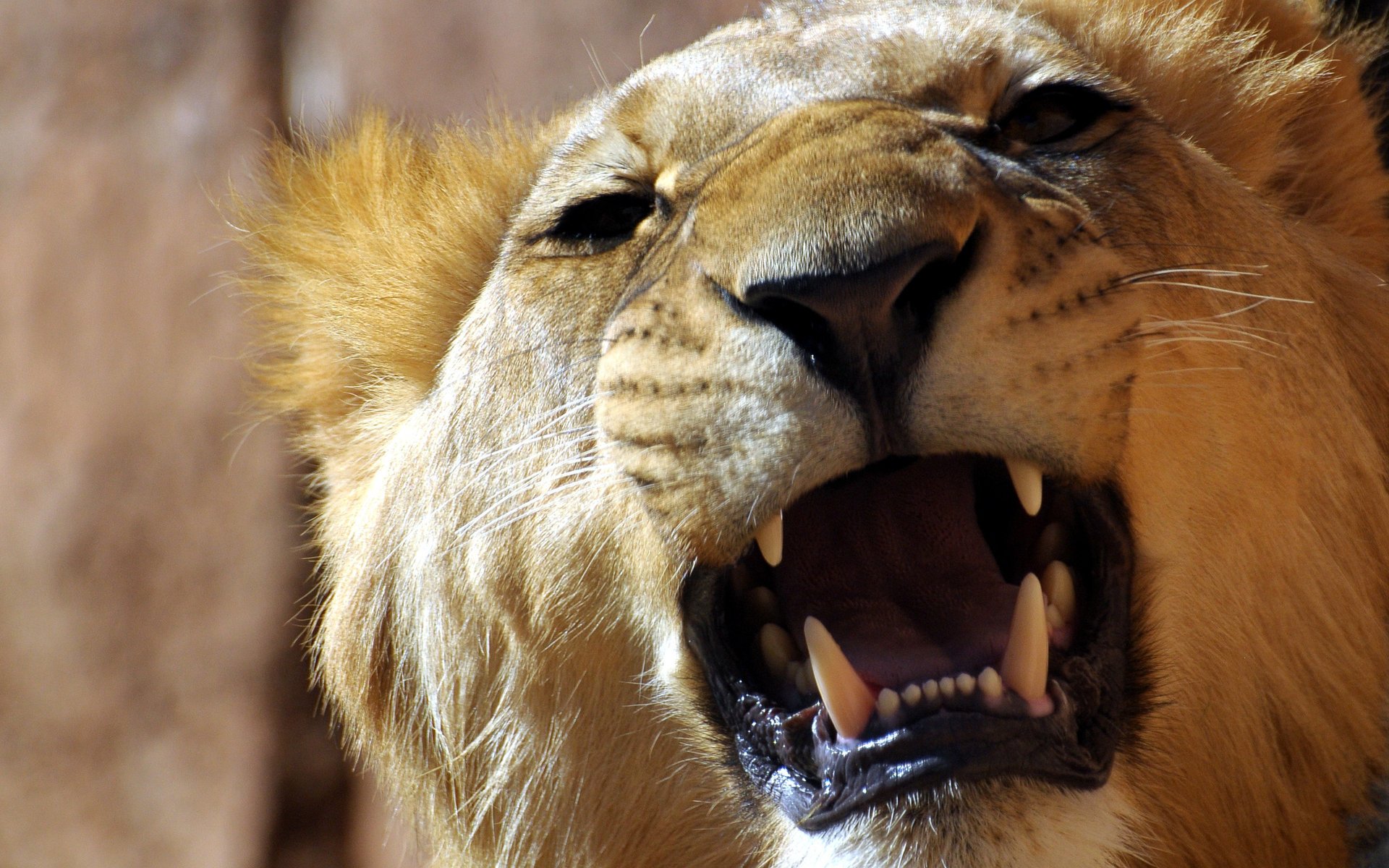 león rugido dientes boca leona