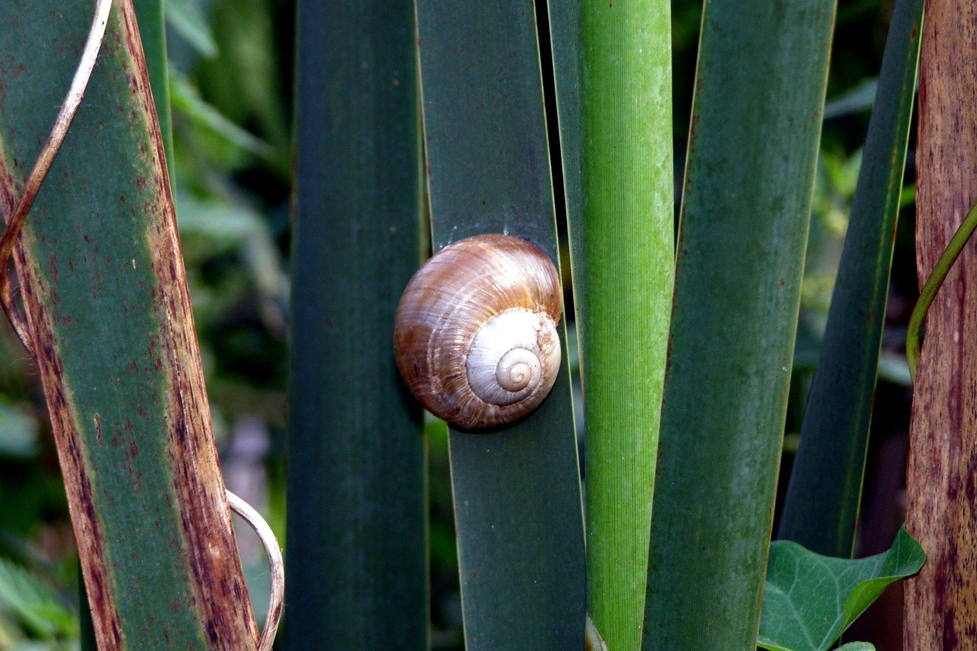 nail grass shell