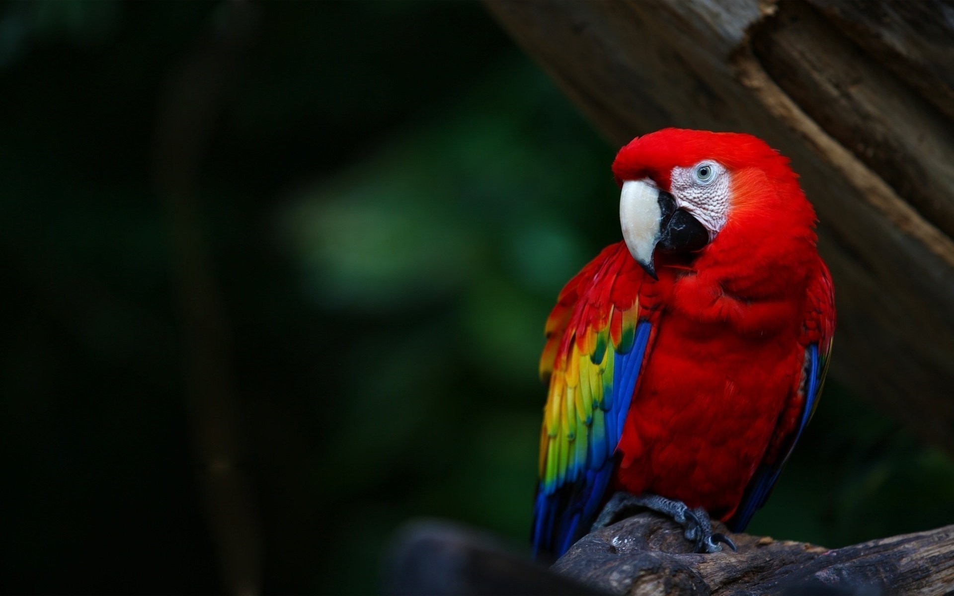 oiseau perroquet perroquet plumes colours ara ara lumineux bec couleurs