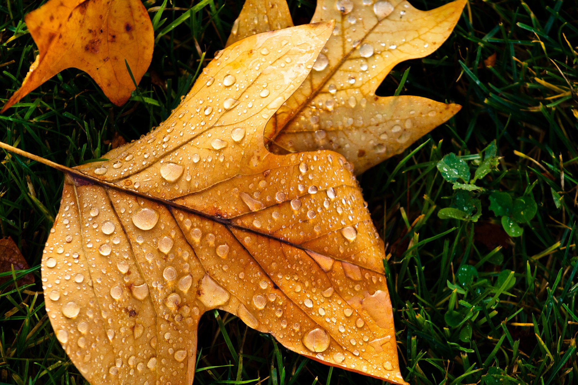 makro tropfen herbst blatt