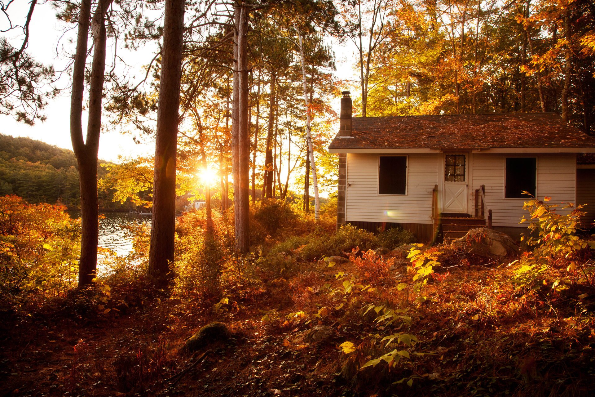 natura alberi sole paesaggio foresta autunno tramonto