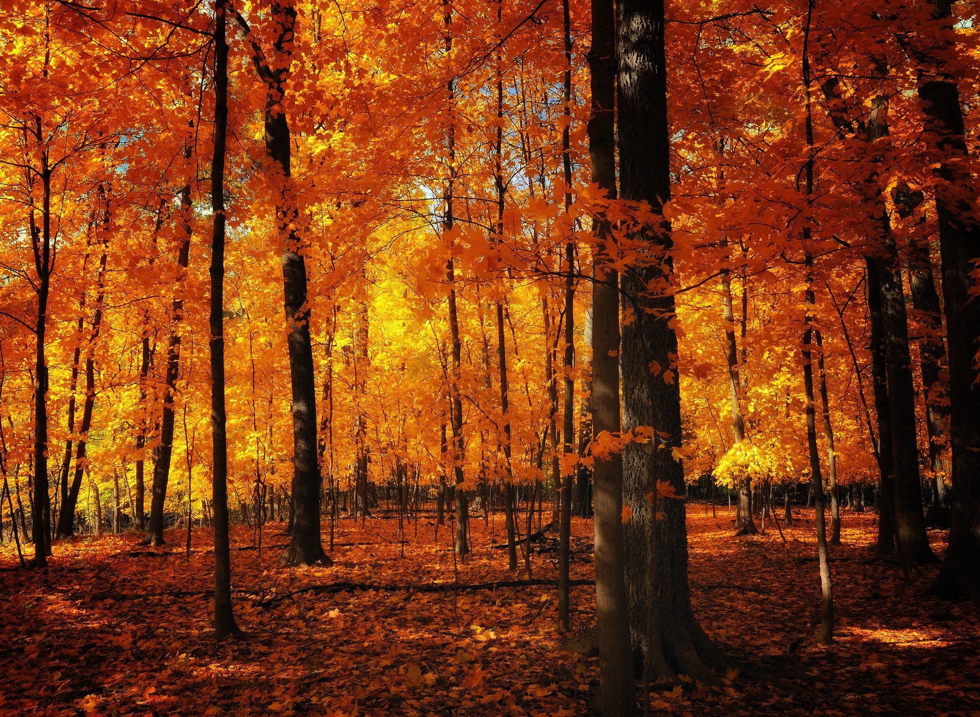 nature troncs automne feuillage orange