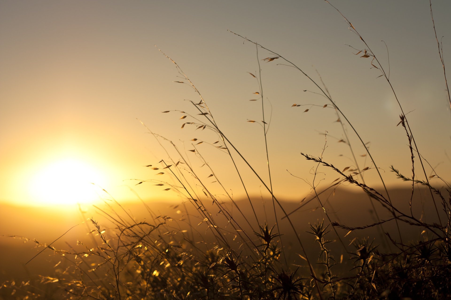 dawn dawn sun blades of grass morning in the rays plant