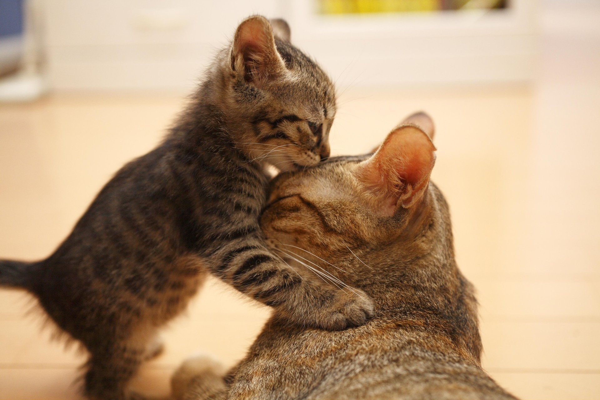 gatto orecchie gattino muso carino