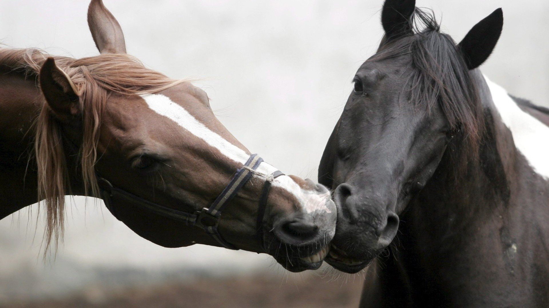 chevaux baisers belle photo corbeau rousse