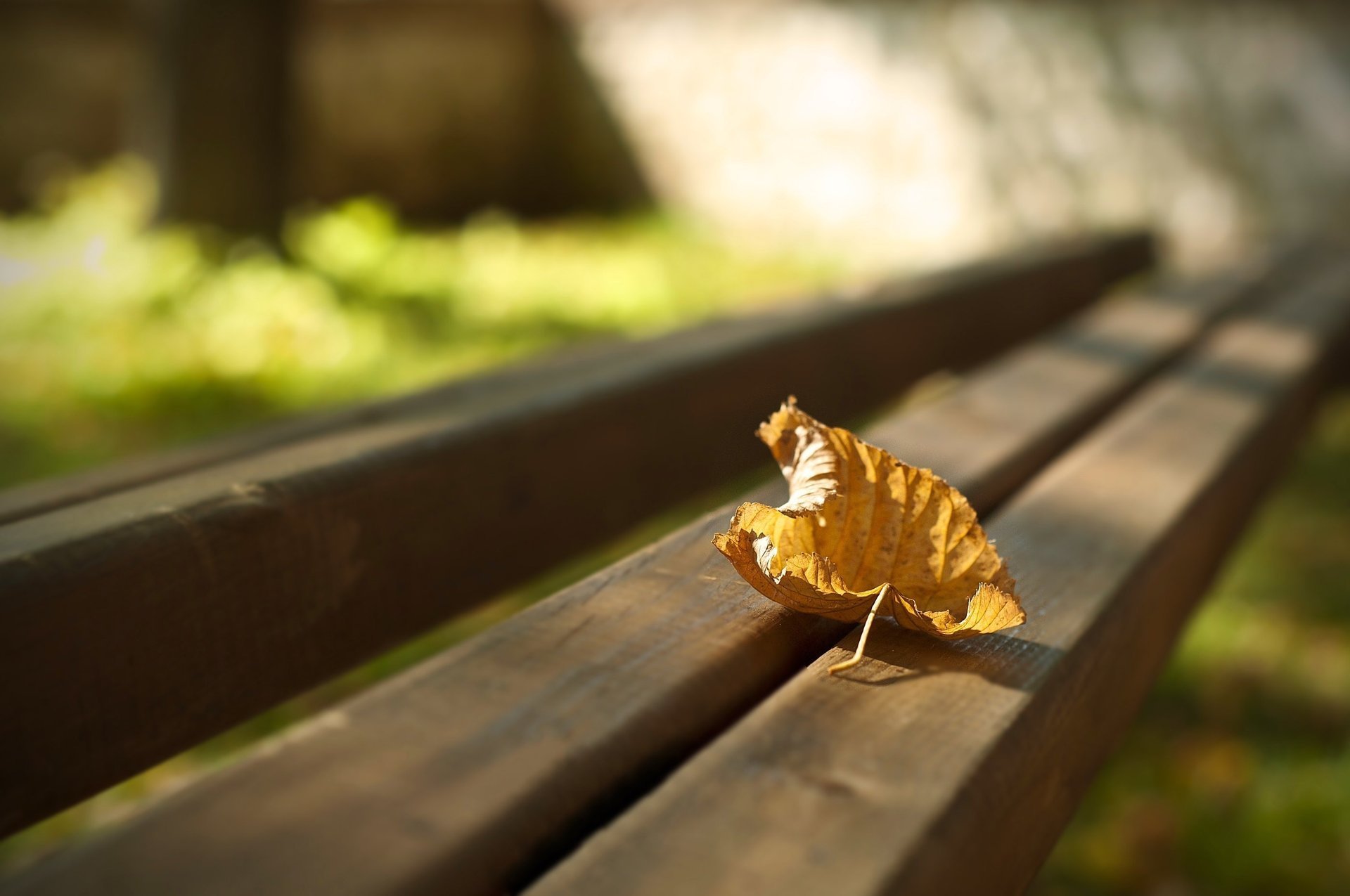 photo shop autumn macro leaf bench