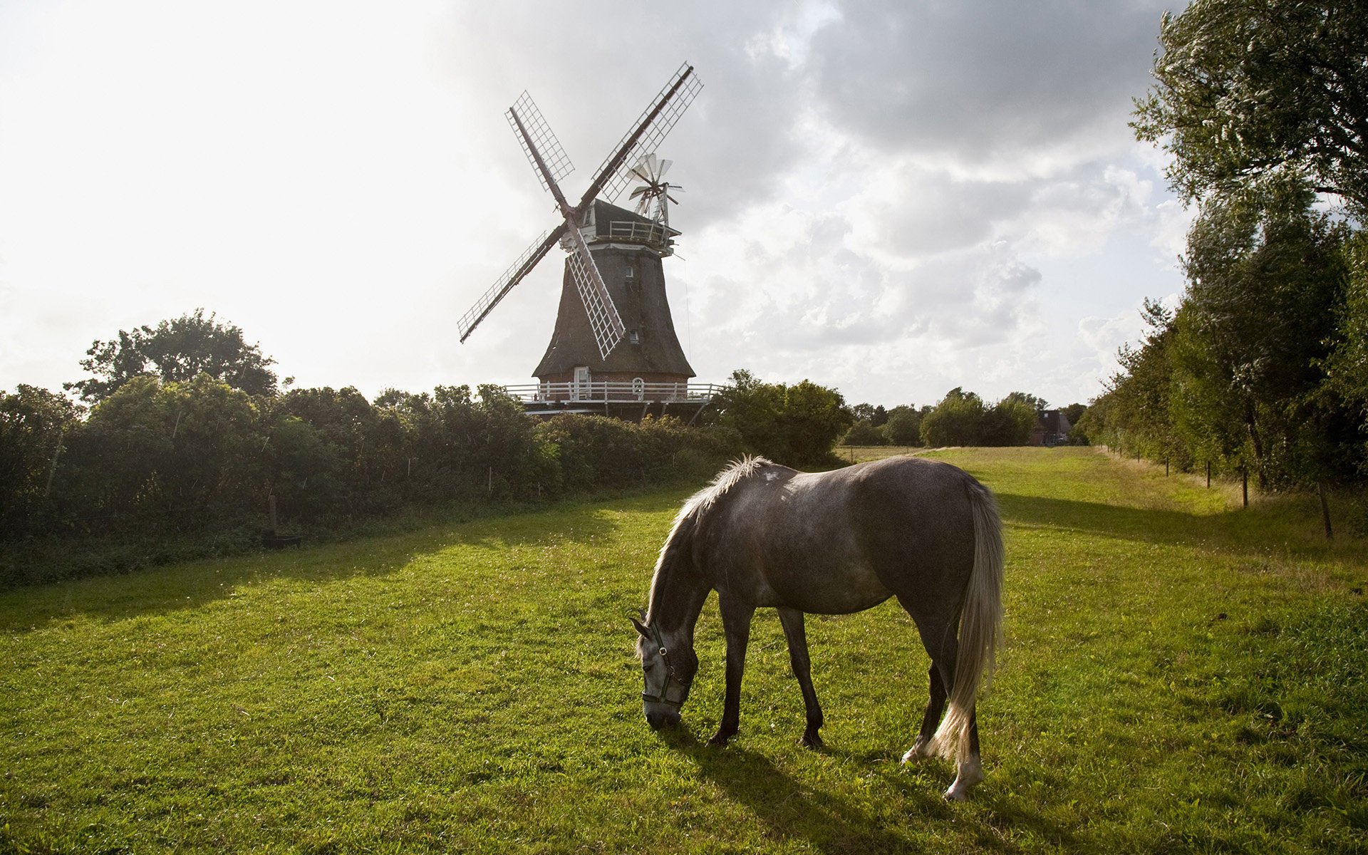 cheval nature arbres herbe moulin gris