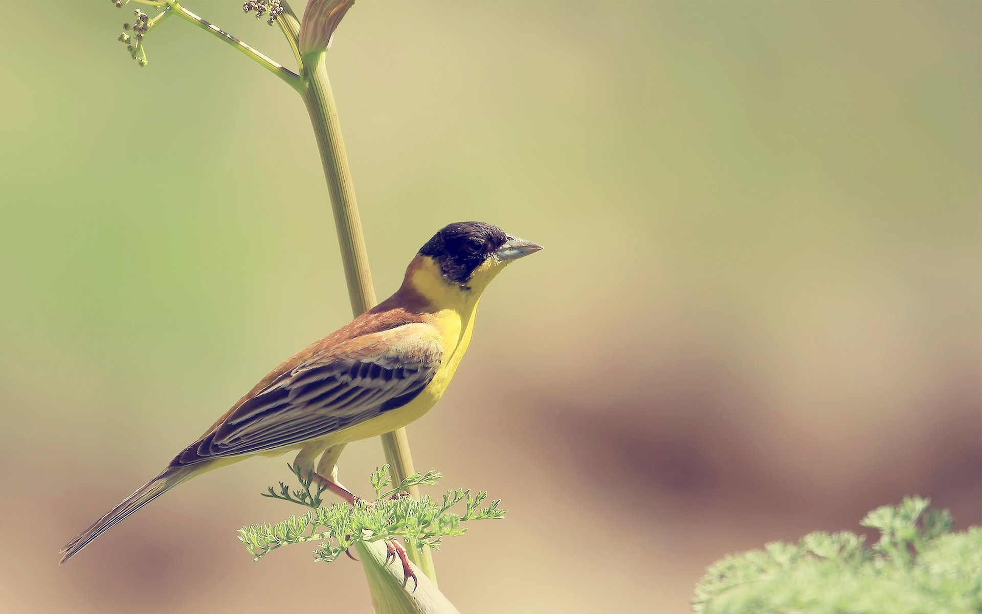 bird yellow bird blurred branch wallpaper wallpapers background