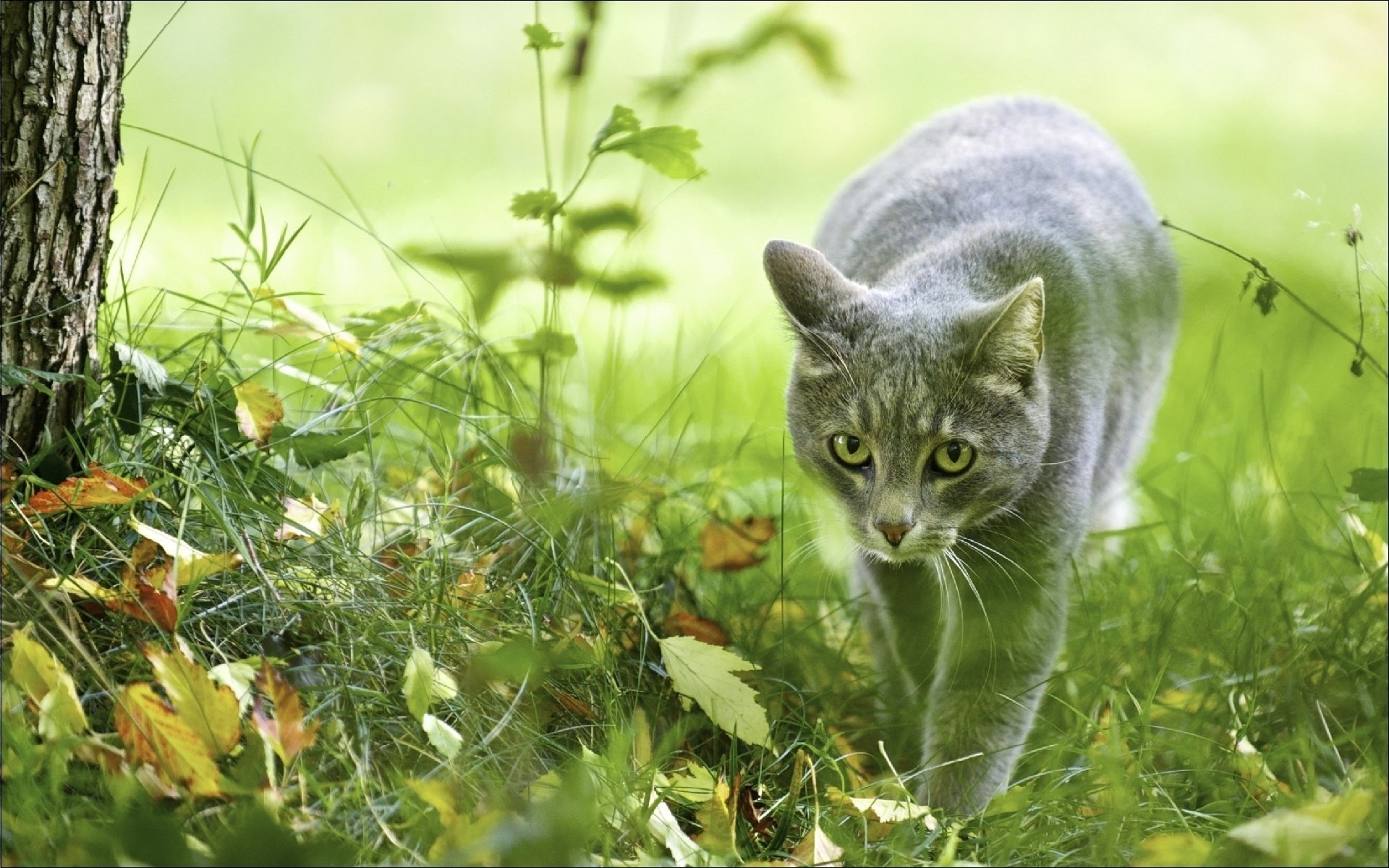 animali gatti cacciatrice carta da parati natura autunno