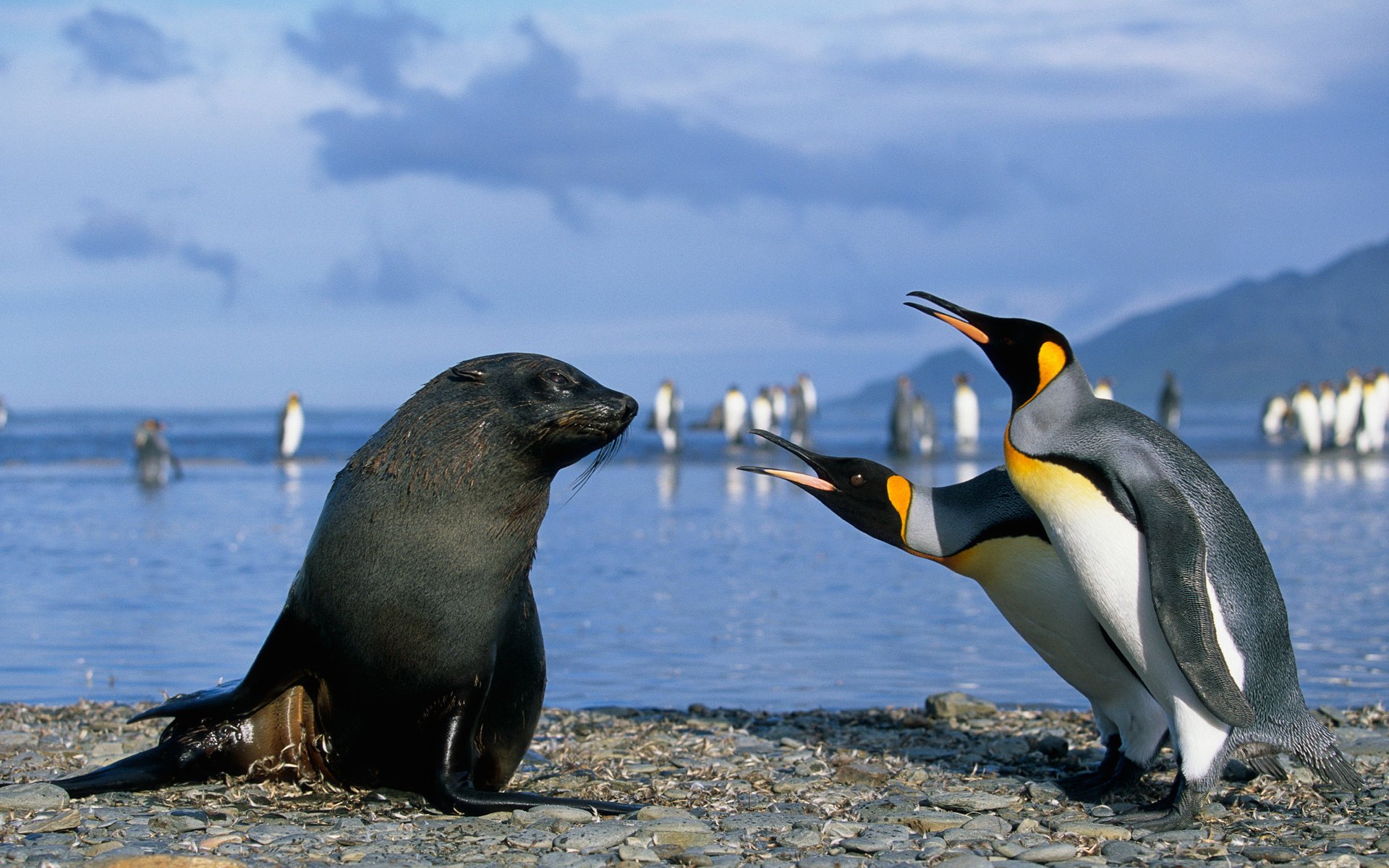 antartico foca pinguini