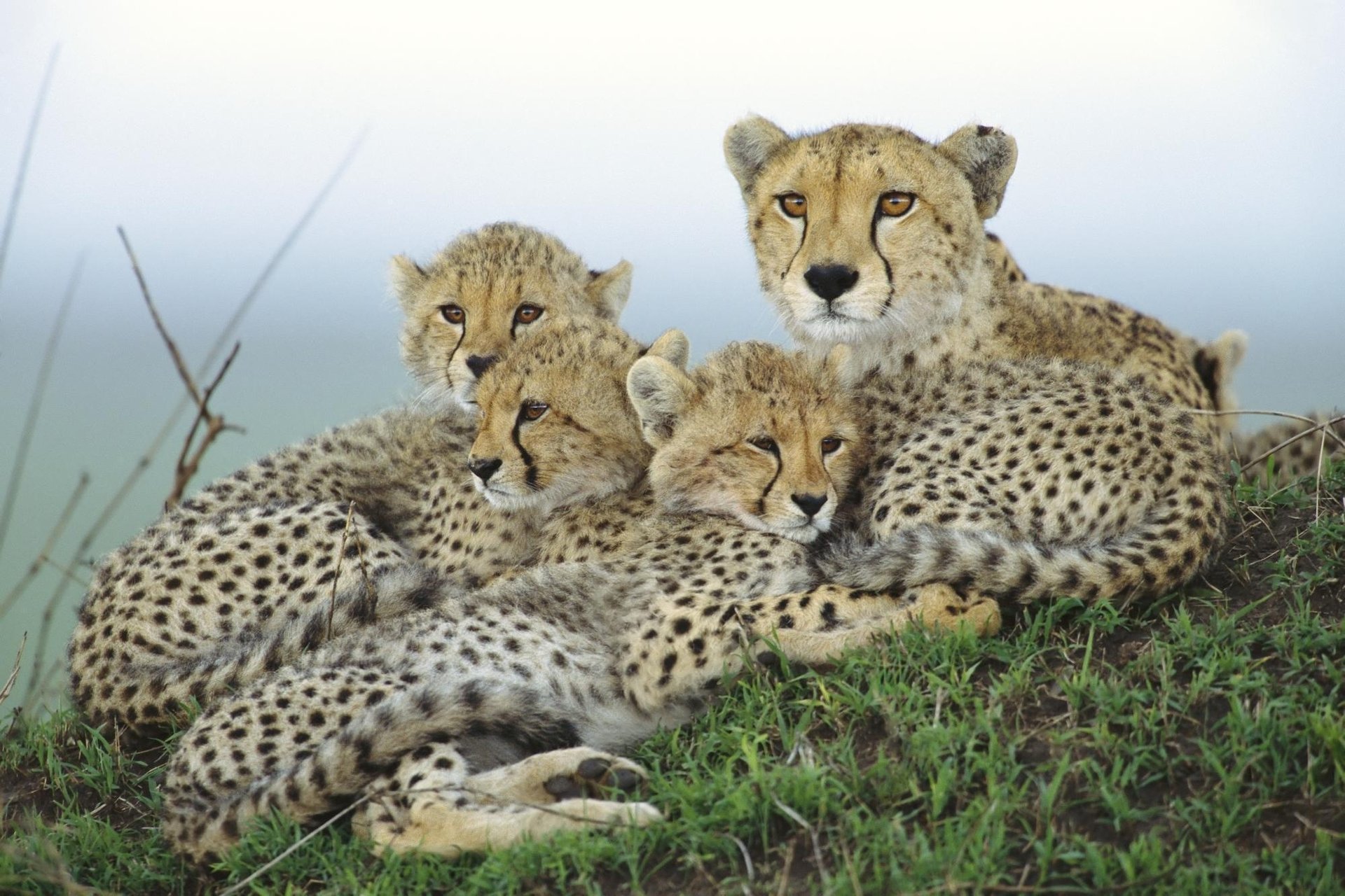 cheetah cubs mother family