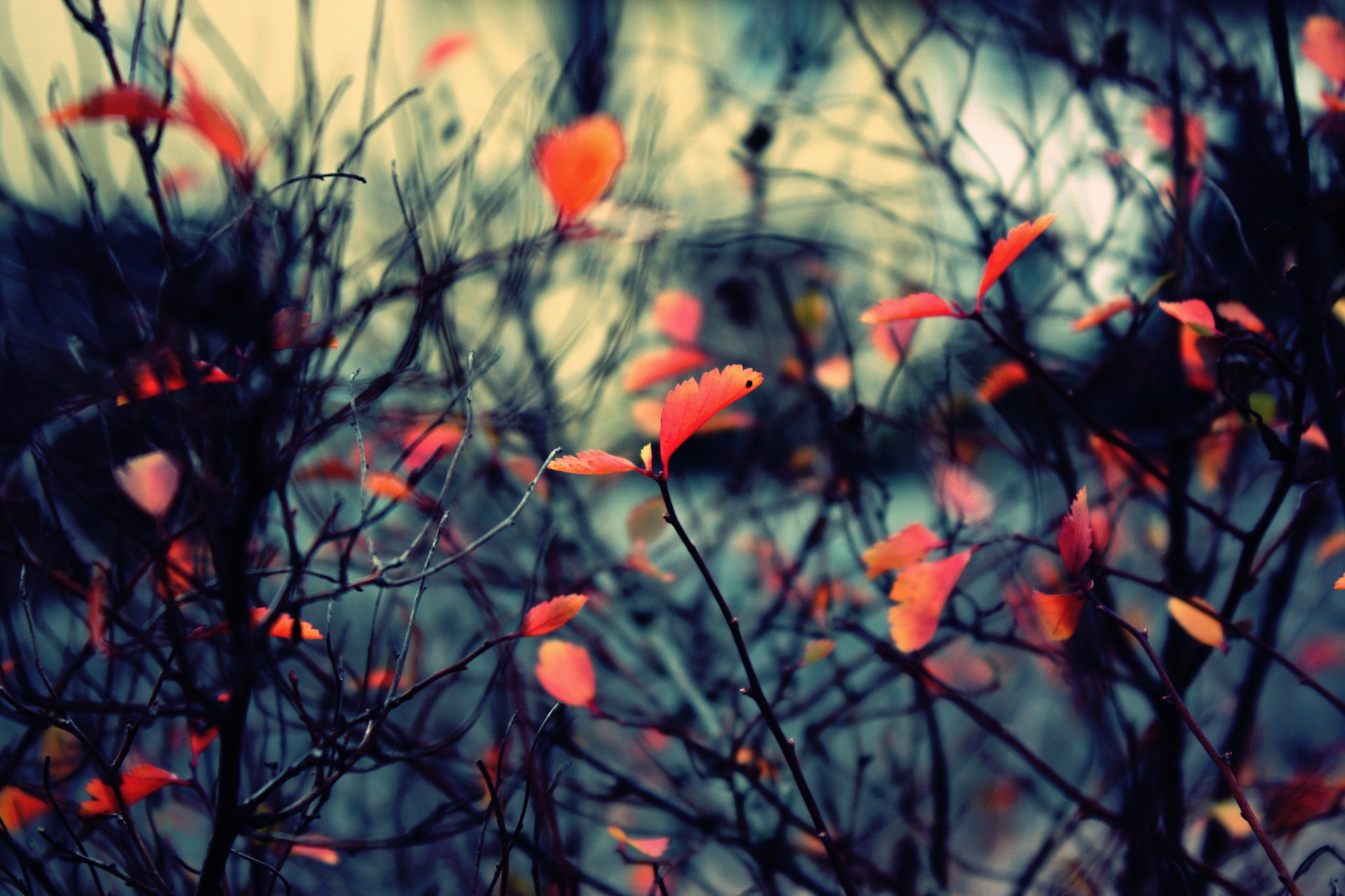 nature feuillage automne branches