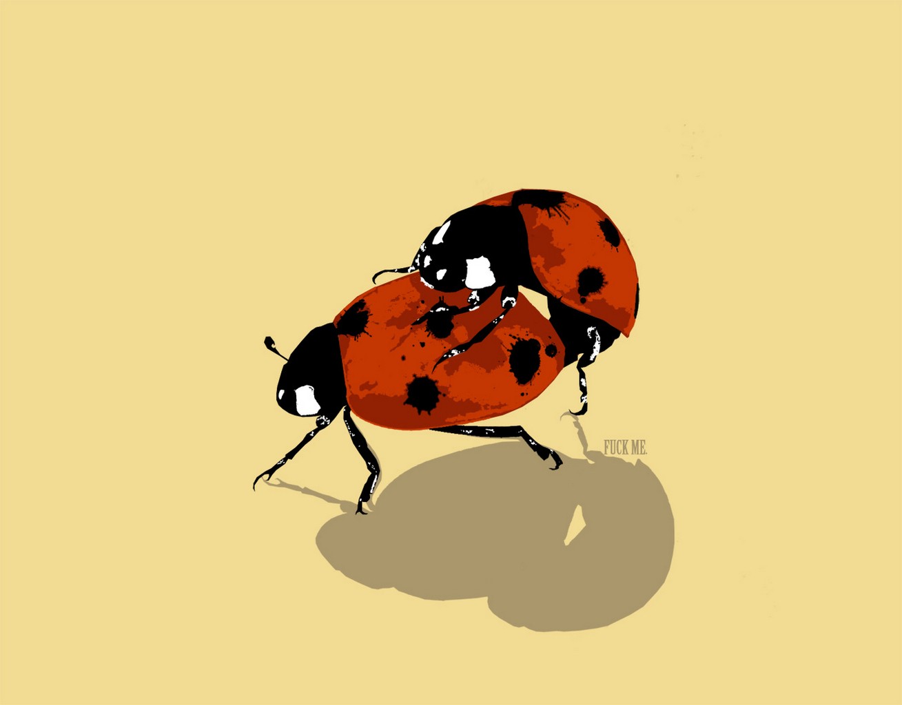 minimalismo insetti coccinella