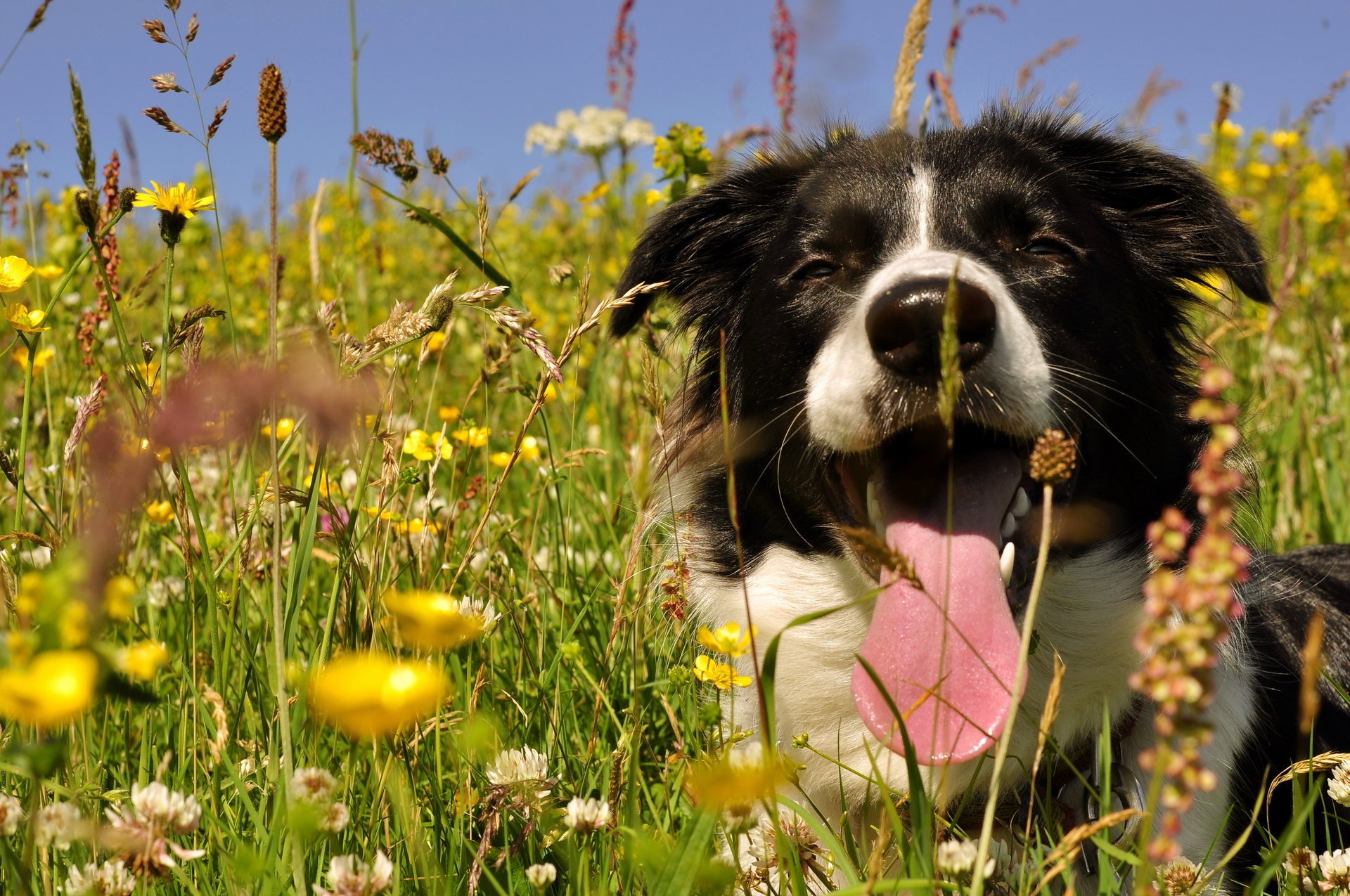 hund schielend froh zunge feld sommer