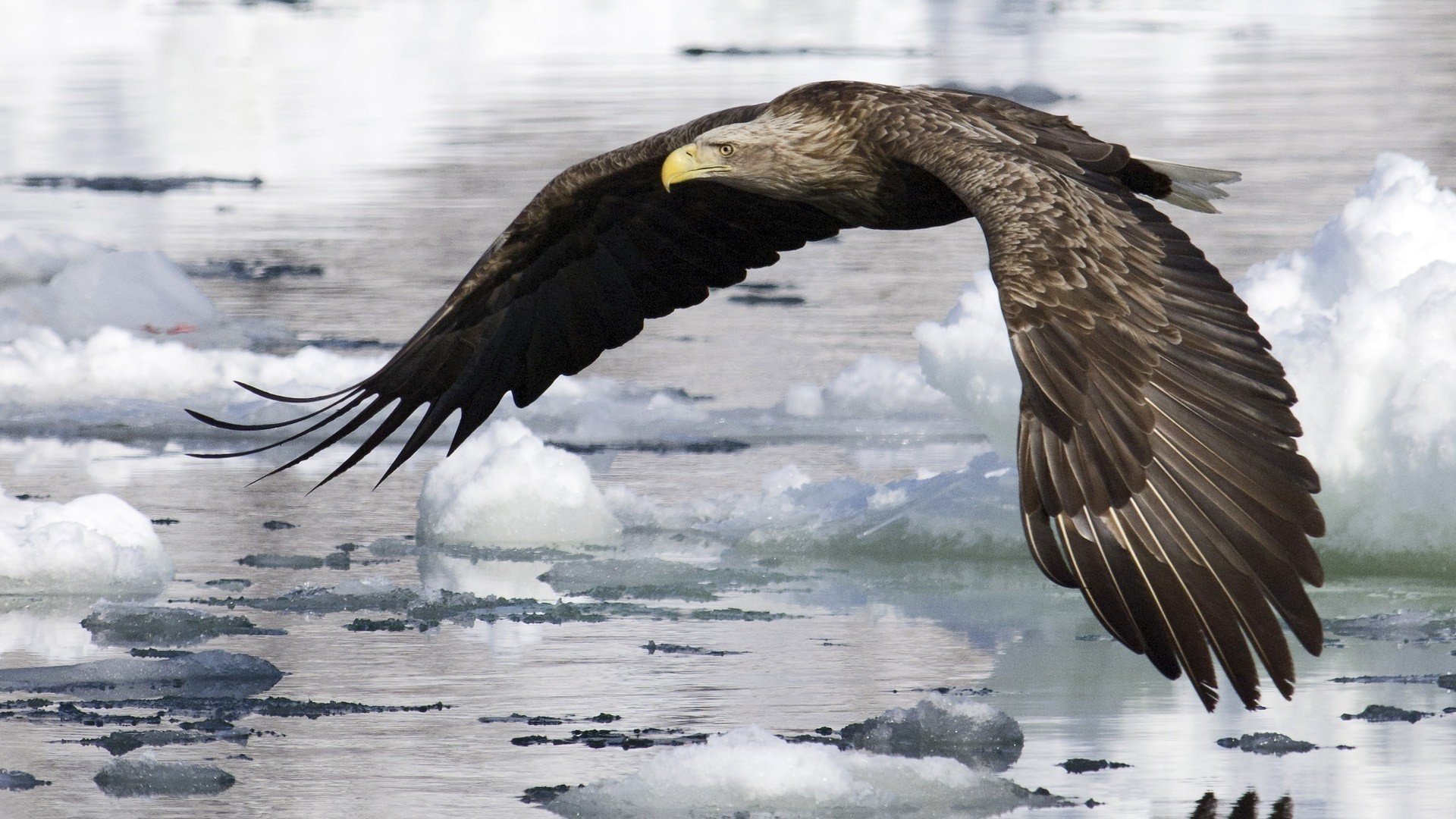 pájaro vuelo agua hielo alas águila