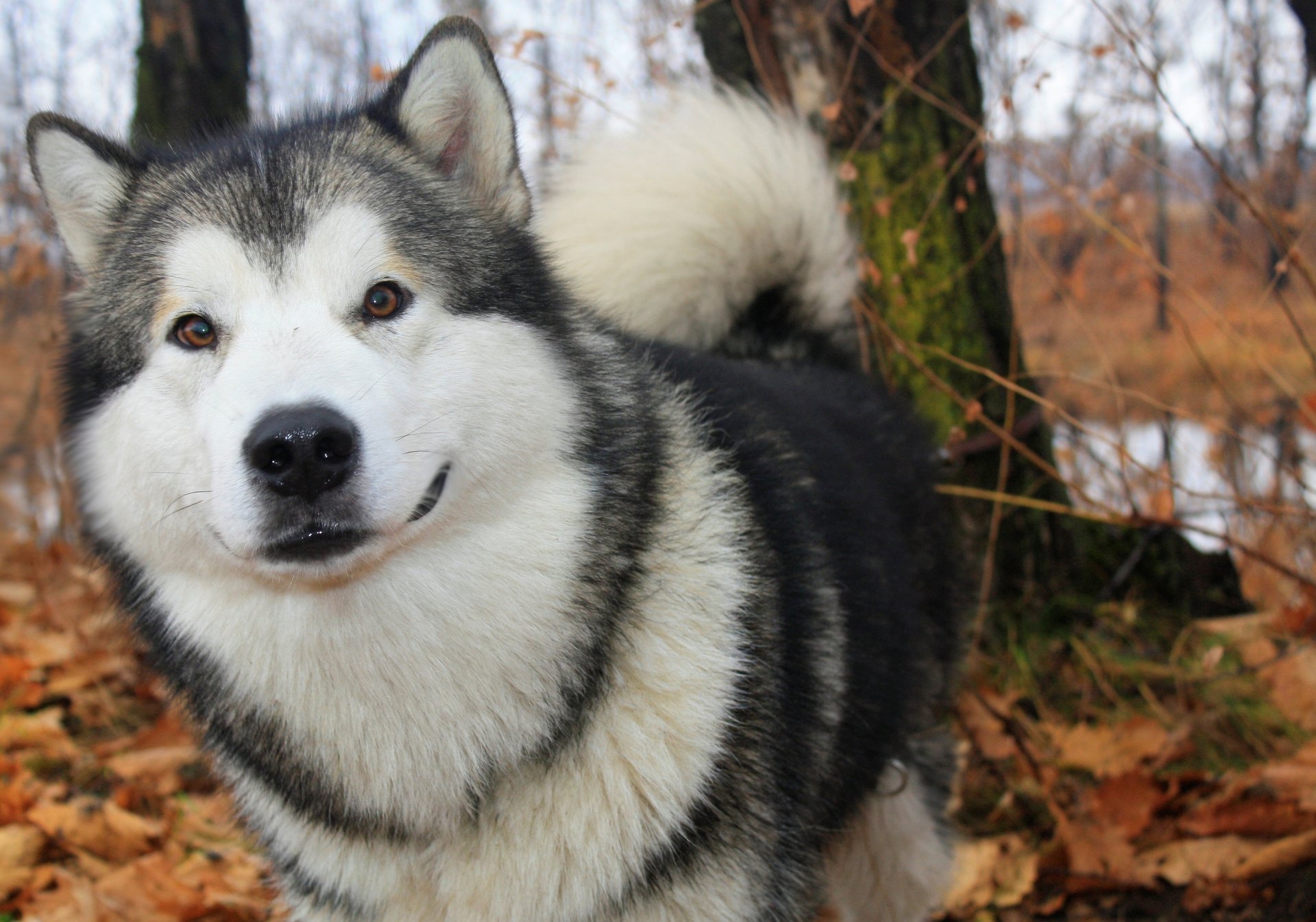 jesień alaskan malamute pies