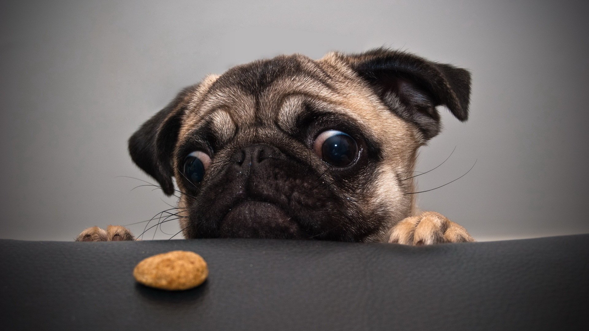 dog cookie pug