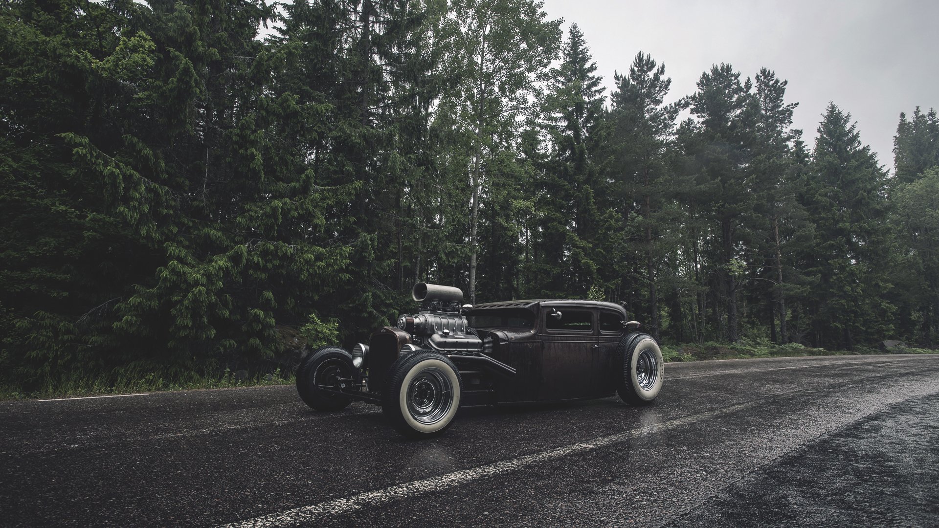 ford rats tige forêt pluie