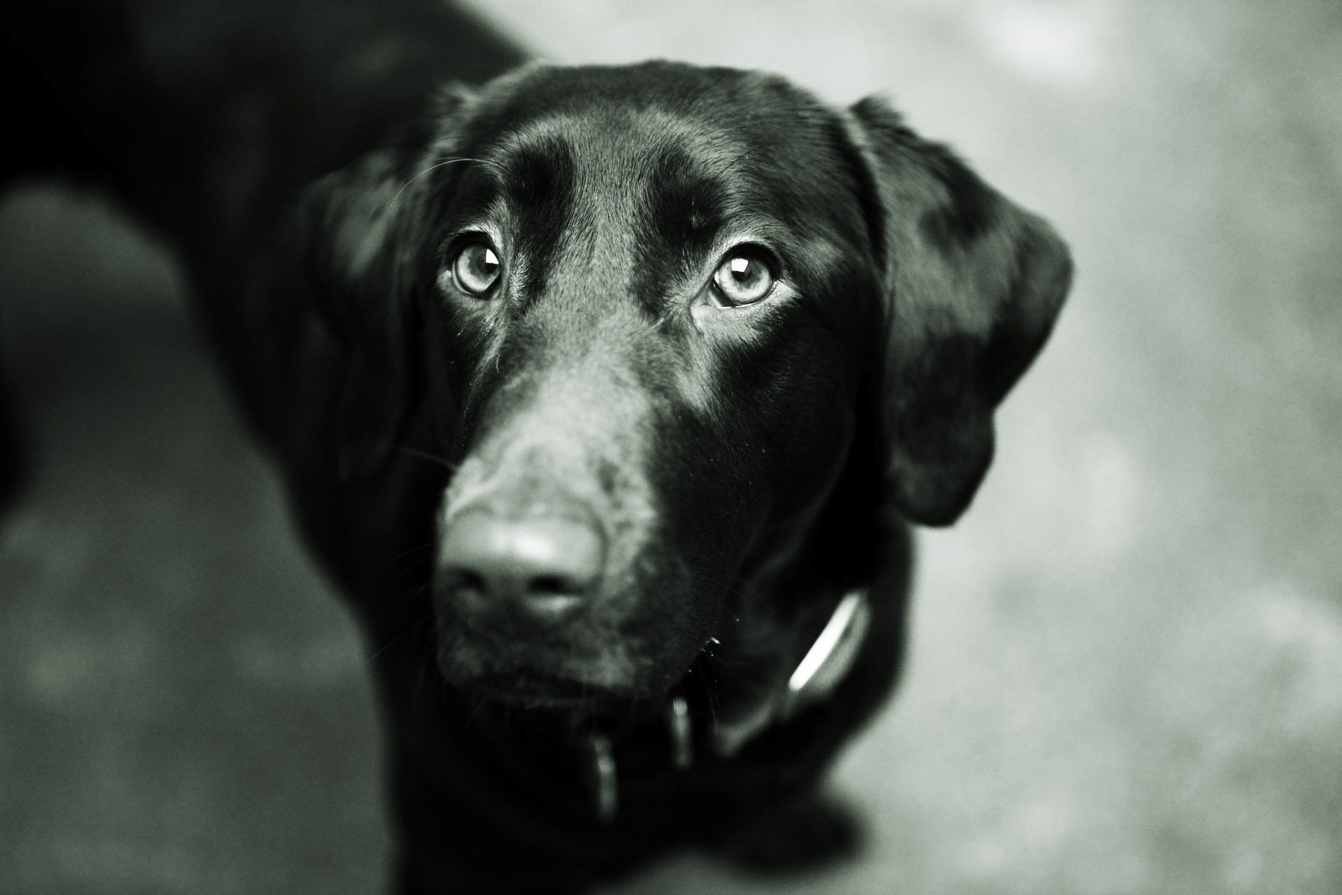 hund augen hund labrador retriever schnauze schwarz