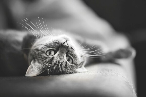 Photo en noir et blanc d un chat sur le canapé