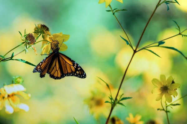 Bella farfalla sul fiore giallo