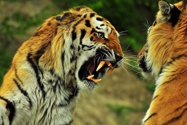 Two striped tigers. Predator s Grin