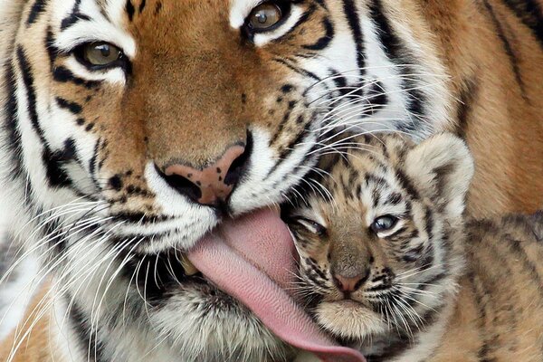 Tendresse de maman. Mignon petit tigre