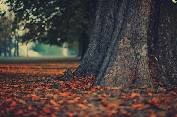 Tree Autumn leaves nature