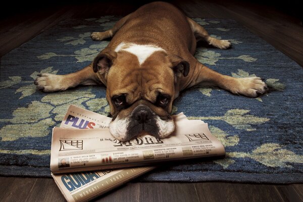 The bulldog is lying with newspapers and paws in different directions