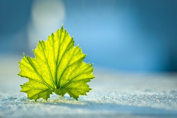 Feuille verte sur neige blanche