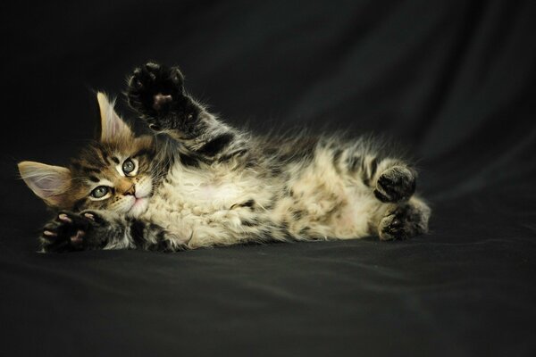 A Maine Coon kitten lies on a black background