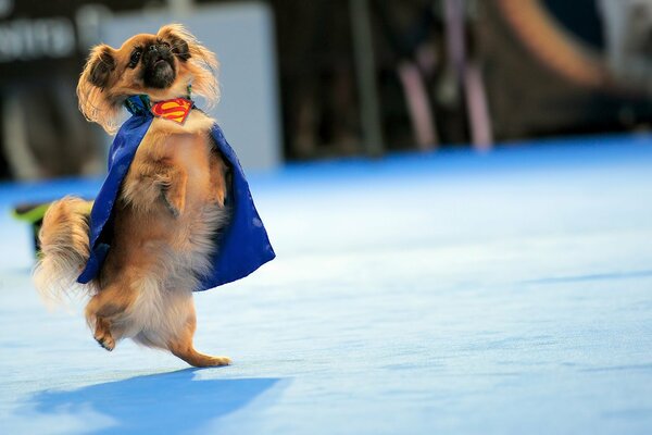 A Pekingese in a Superman costume on its hind legs