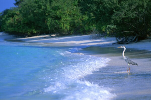 Onda chiodatura alla spiaggia con Airone