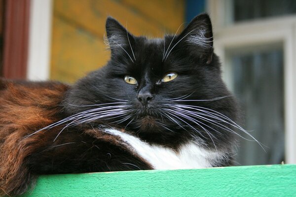 Katze im Dorf. Schnurrbärtiges Tier auf der Veranda